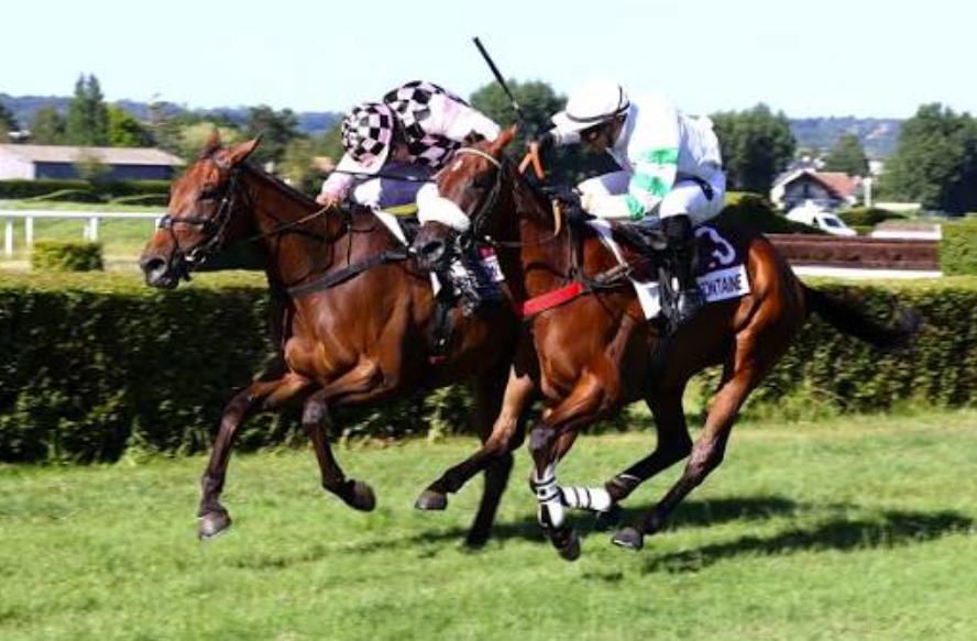 turfpronos || turfprono || turf pronostic || turf prono || turfpronos fr